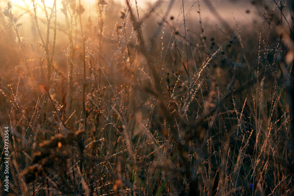 Obraz premium Dry grass in the field at dawn. Silhouette of plants against the background of dawn in summer. Plants on a field in the fog dawn morning