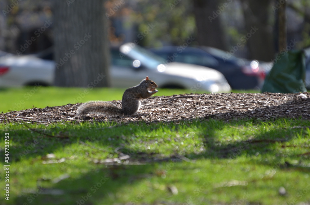 Obraz premium squirrel in the park
