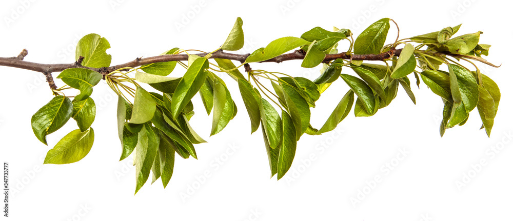 pear tree branch with green leaves on a white background