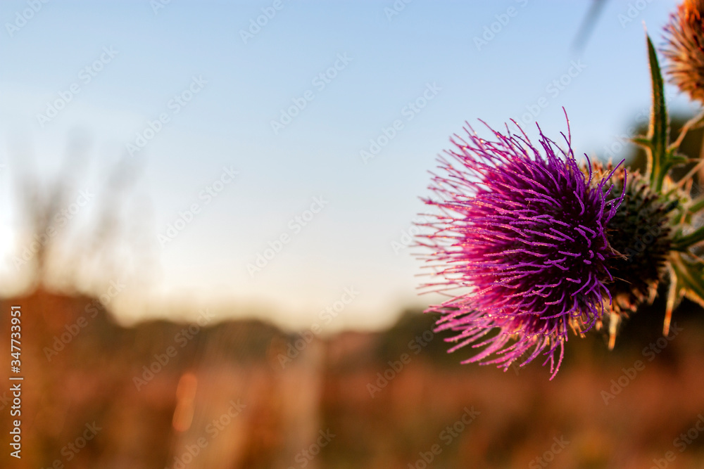 Cirsium vulgare flower in the rays of the rising sun. Colorful flower closeup on a meadow. Natural colors of the meadow under the bright sun. Cirsium vulgare with thorns and spikes at the ends of the 