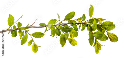 branch of wild apple tree with green leaves on a white background
