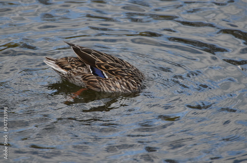 duck in the water © Jithesh