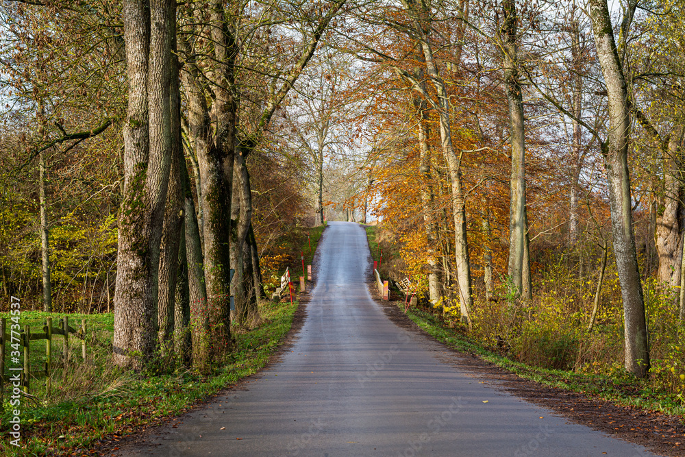 Autumn road in Scania, southern Sweden with trees in yellow and red