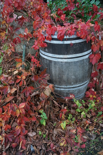 old wood wine barrel framed by bright red vine autumn leaves