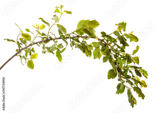 branch of wild apple tree with green leaves on a white background