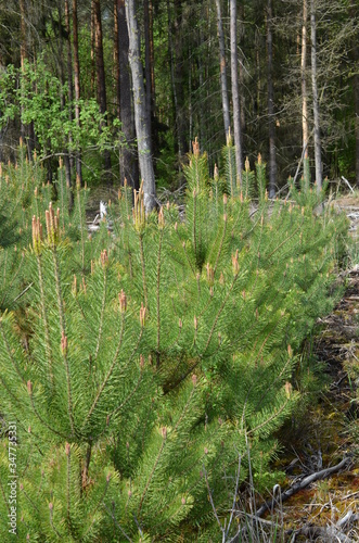 Młodnik z małymi sosnami w maju, młode pędy, Pinus