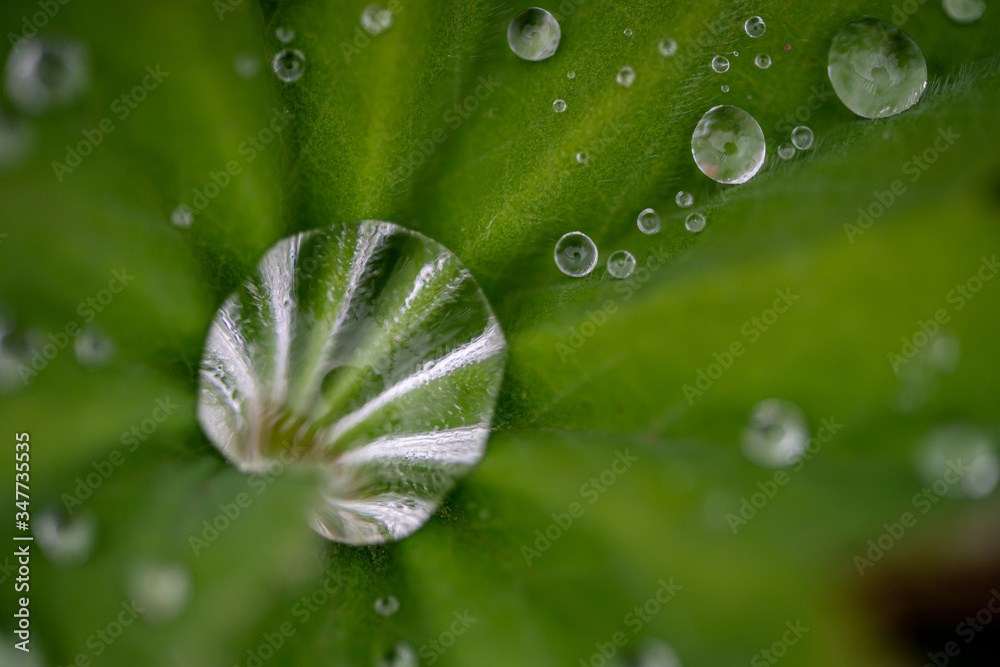Fototapeta premium leaf with water drop