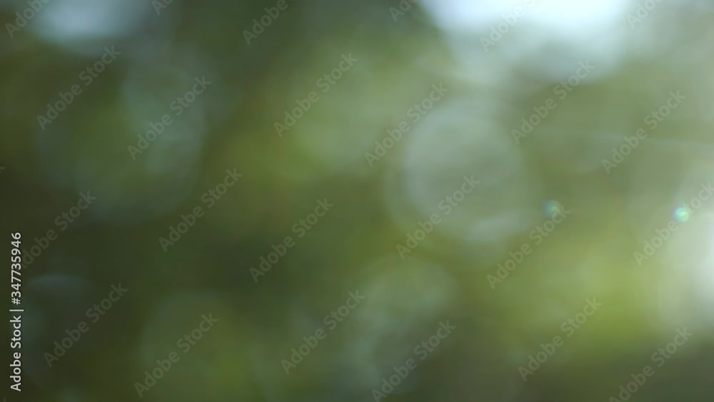 Defocused 4k video footage of green sunny fresh spring or summer defocused foliage of trees isolated at sunny sunset sky background.