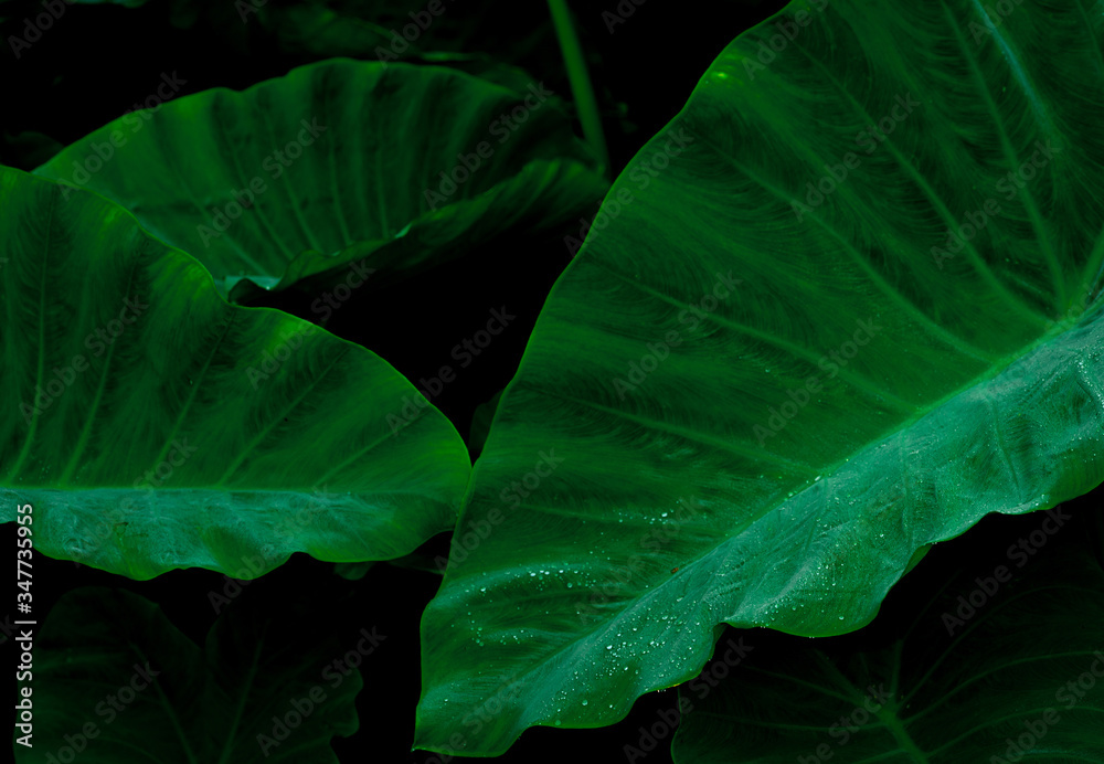 Green leaf with rain drop in jungle. Water drop on leaves. Green leaf texture background with minimal pattern. Green leaves in tropical forest on dark background. Greenery wallpaper. Botanical garden. Green leaf with rain drop in jungle. Water drop on leaves. Green leaf texture background with minimal pattern. Green leaves in tropical forest on dark background. Greenery wallpaper. Botanical garden.