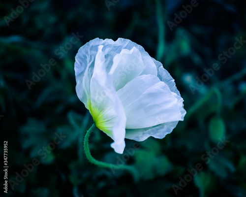 White poppy flower close-up on grass background