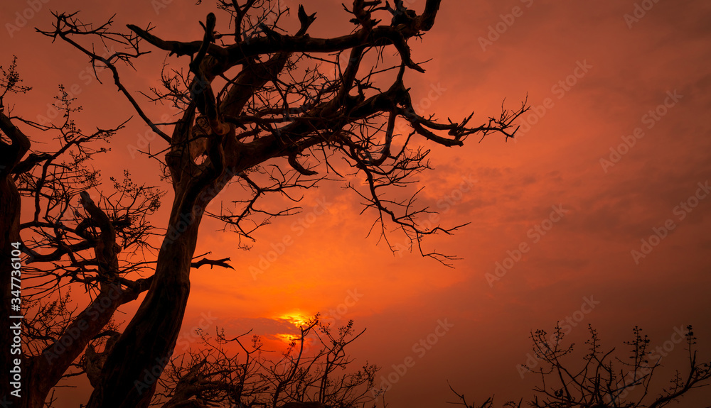 Silhouette dead tree and branches with red romantic sunset sky in summer. Peaceful and tranquil background. Happy time in the evening with beauty in nature. Sunset scenes in romantic romance novels.
