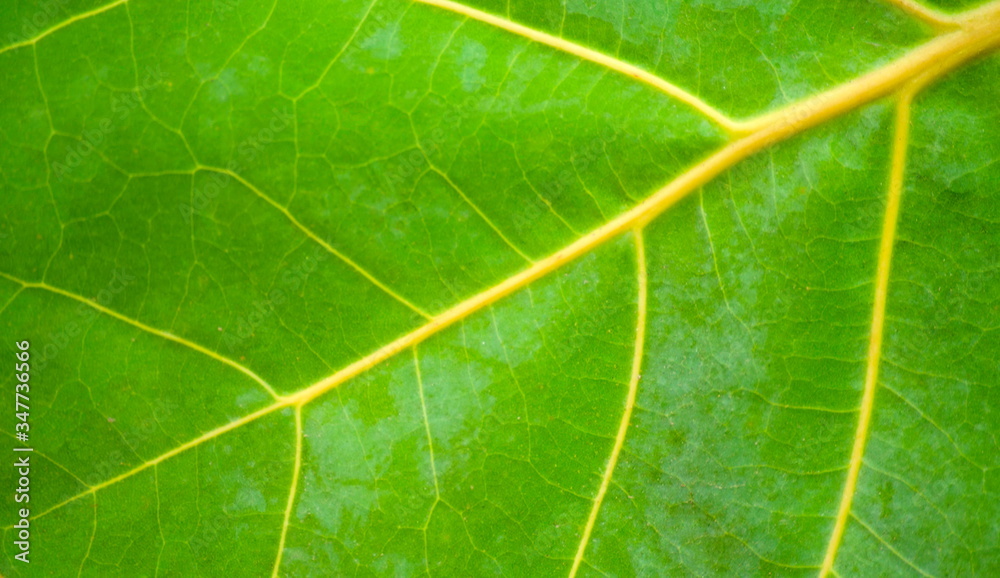 Close-up of leaf background and texture. Close-up of leaf background and texture.