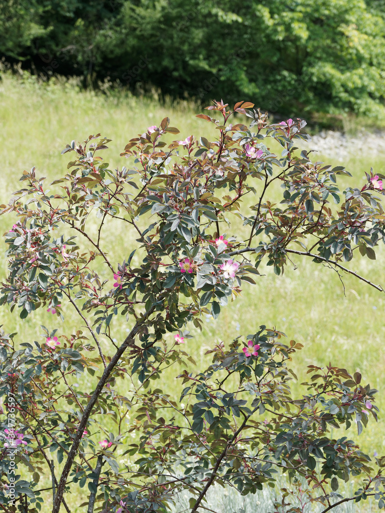 rosa-rubrifolia-ou-rosa-glauca-rosier-feuilles-rouges-aux-rameaux