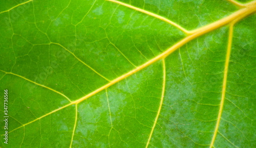 Close-up of leaf background and texture.