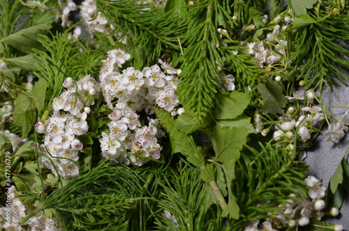 Surowiec zielarski, zebrane kwiaty głogu i młode pędy skrzypu, Crataegus i Equisetum 