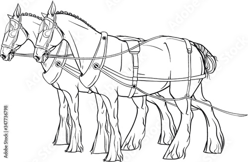 Coloring Page. Two horses in harness