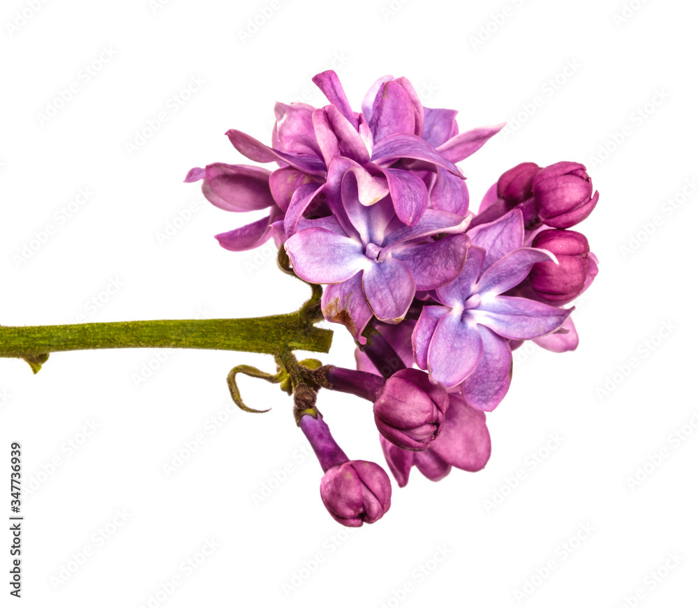 Obraz premium purple lilac flowers close-up on a white background
