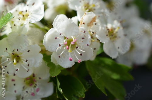 Kwiaty głogu, Crataegus