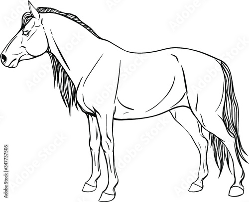 Horse coloring page in full growth