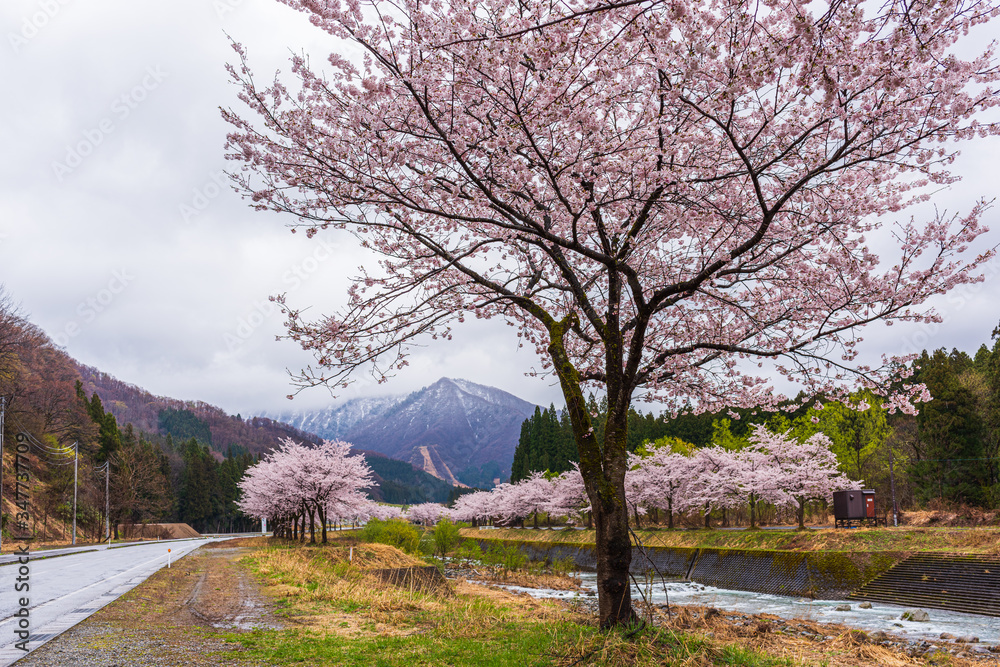 Amazing Cherry blossom in full Bloom.
In Japan, March and April are the best season for cherry blossom viewing. Amazing Cherry blossom in full Bloom.
In Japan, March and April are the best season for cherry blossom viewing.