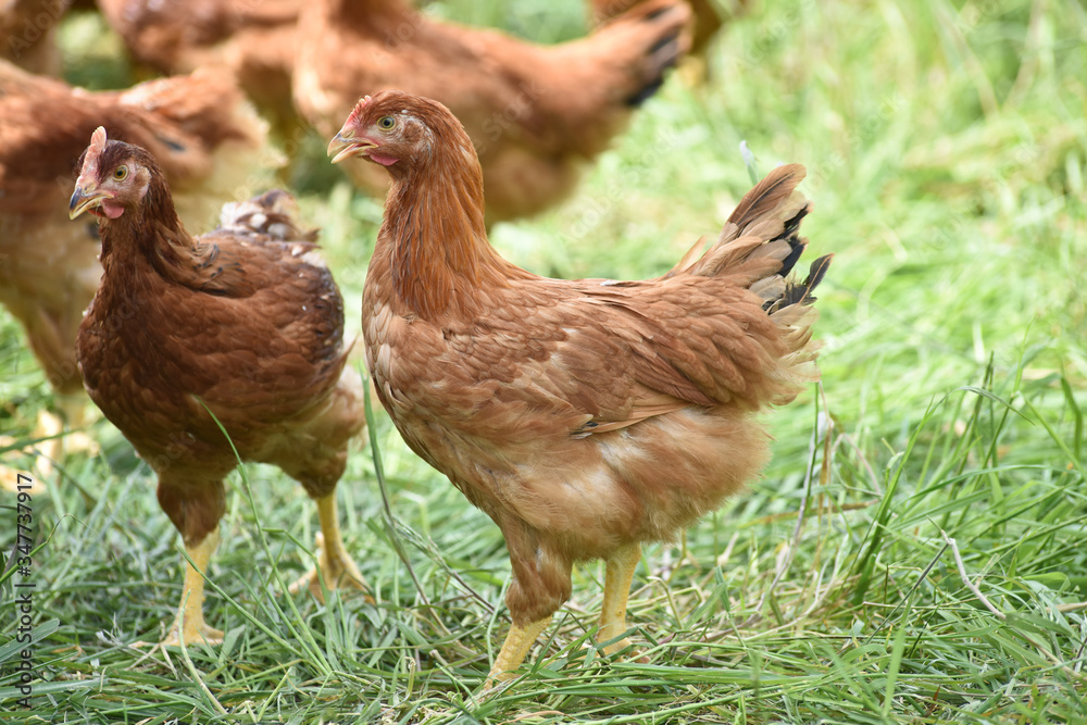 Poule poulet volaille agriculture elevage poulailler bio vert environnement alimentation