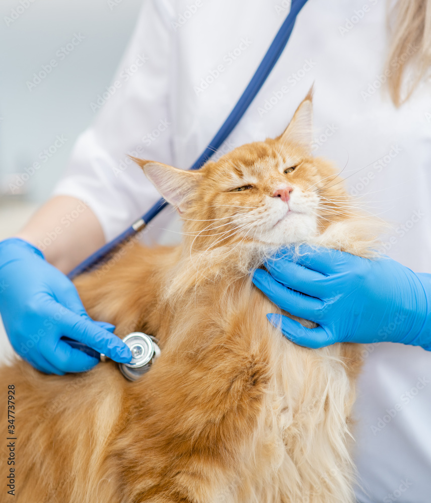 Veterinarian is making a check up of a adult maine coon cat with stethoscope at clinic Veterinarian is making a check up of a adult maine coon cat with stethoscope at clinic