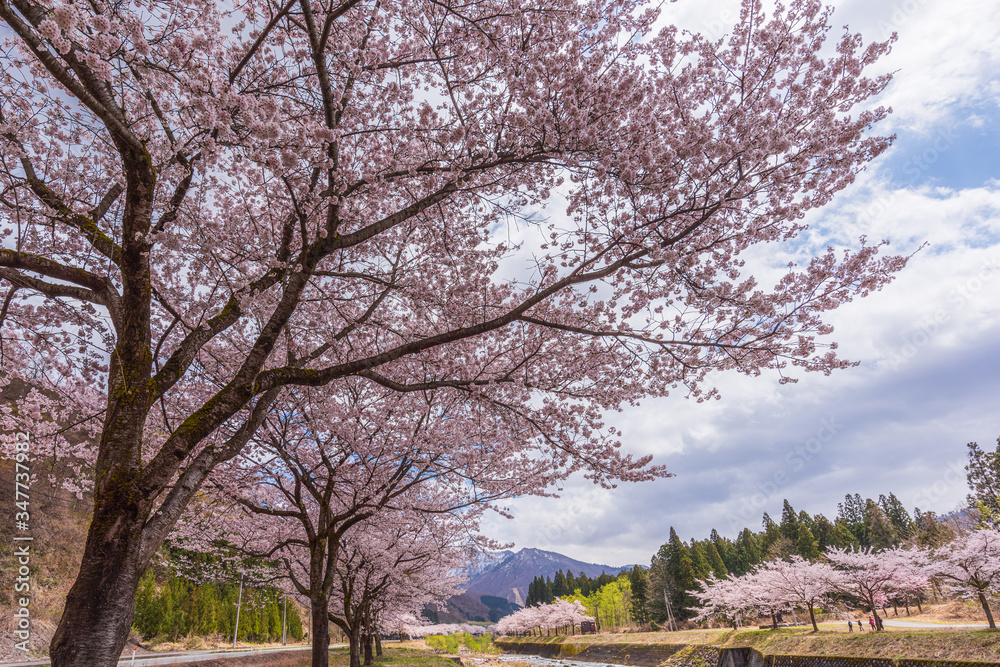 Amazing Cherry blossom in full Bloom.
In Japan, March and April are the best season for cherry blossom viewing. Amazing Cherry blossom in full Bloom.
In Japan, March and April are the best season for cherry blossom viewing.