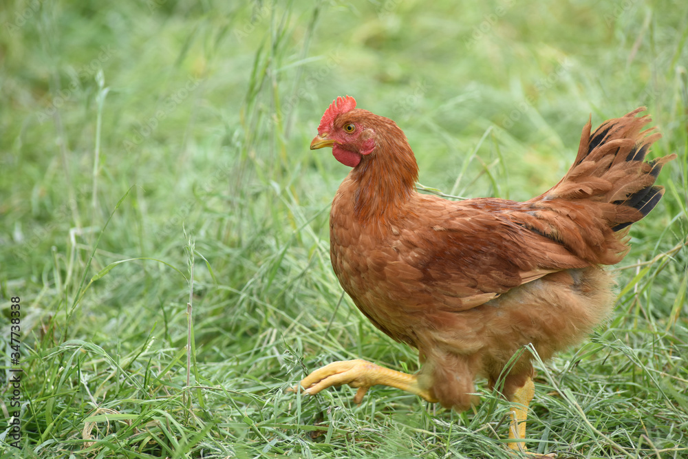 Fototapeta premium Poule poulet volaille agriculture elevage poulailler bio vert environnement alimentation