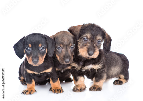 Three Dachshund puppies look at camera. isolated on white background