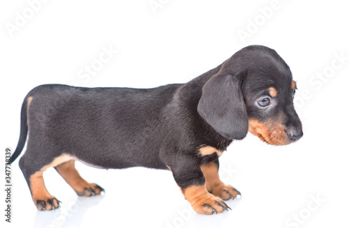 Black dachshund puppy stands in profile. isolated on white background