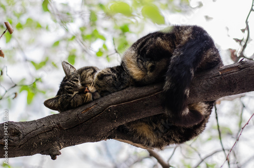 Street cat sits on a tree. The yard cat walks. Stray cat.