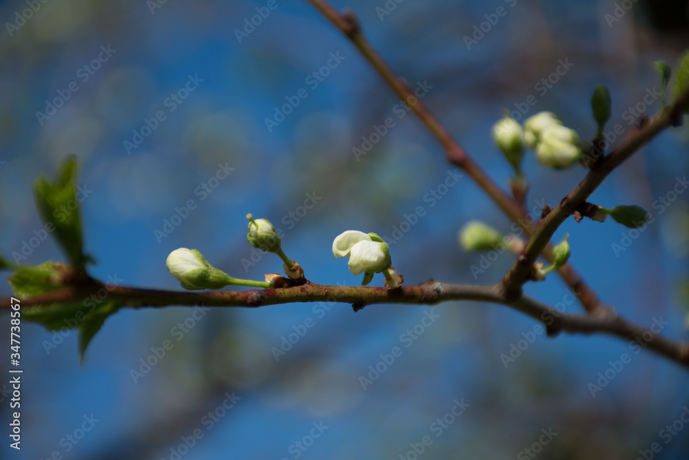 branch of a cherry tree with flowers branch of a cherry tree with flowers
