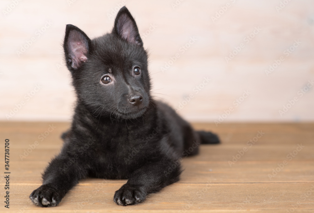 Obraz premium Schipperke puppy lies in front view on the floor at home