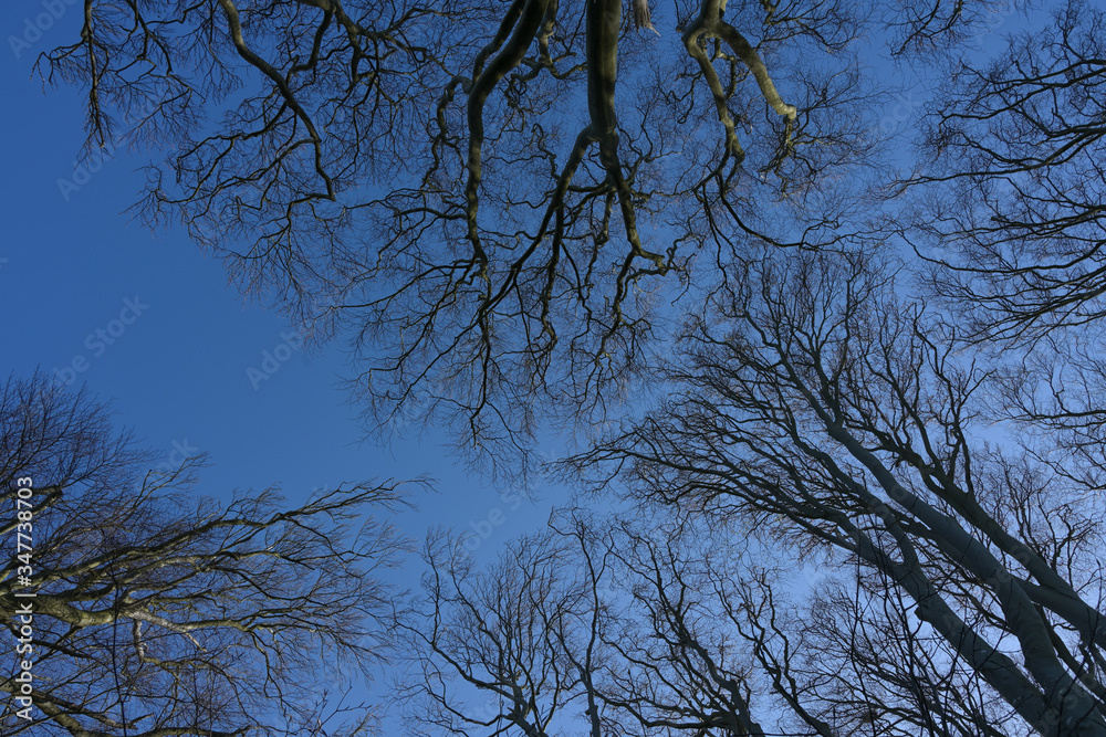 Obraz premium View into the treetops of bare beech trees with small buds in early spring against a clear blue sky, nature background, copy space