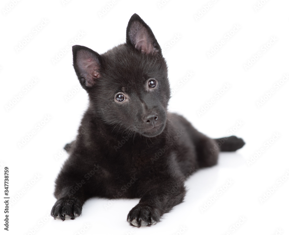 Curious schipperke puppy lies in front view and looks and camera. Isolated on white background