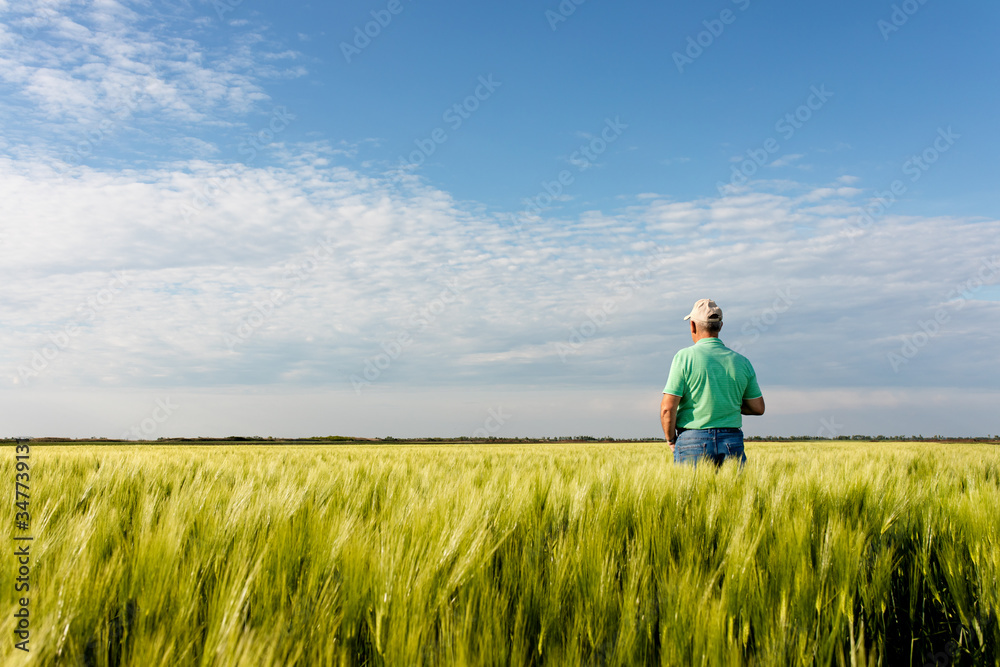 Rear view of senior farmer standing in in wheat field. Rear view of senior farmer standing in in wheat field.