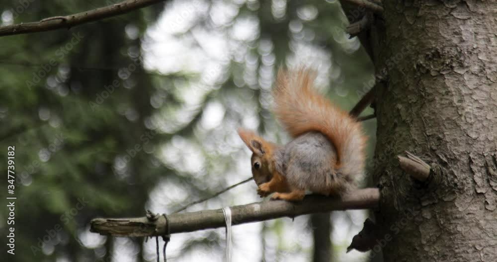 Squirrel on the tree eating food. Close-up 4K. Squirrel on the tree eating food. Close-up 4K.