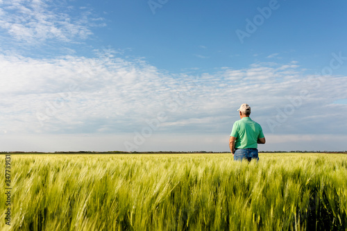 Rear view of senior farmer standing in in wheat field.