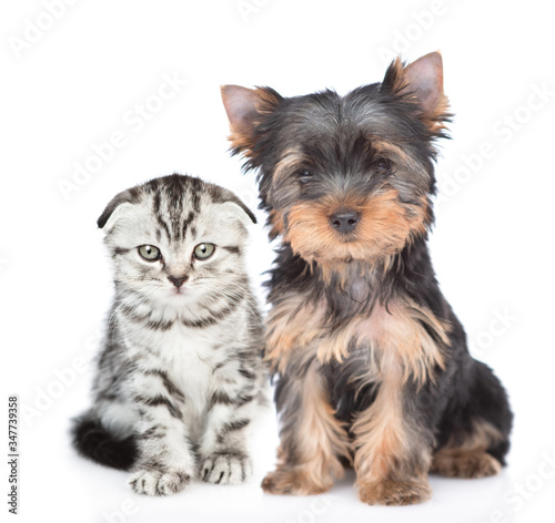 Yorkshire Terrier puppy and kitten sit together in front view and look at camera. Isolated on white background © Ermolaev Alexandr