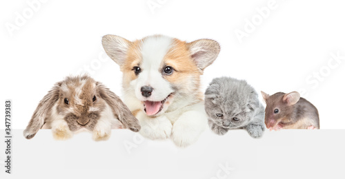 Puppy, rabbit, kitten and mouse look together over empty white banner. isolated on white background