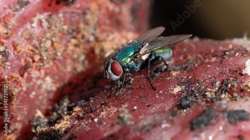 Greenbottle blw flies and house flies eating rotting chicken meat and laying eggs in warm sunny conditions. UK.