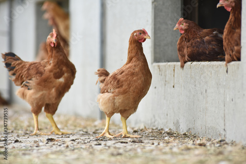 Poule poulet volaille agriculture elevage poulailler bio vert environnement alimentation