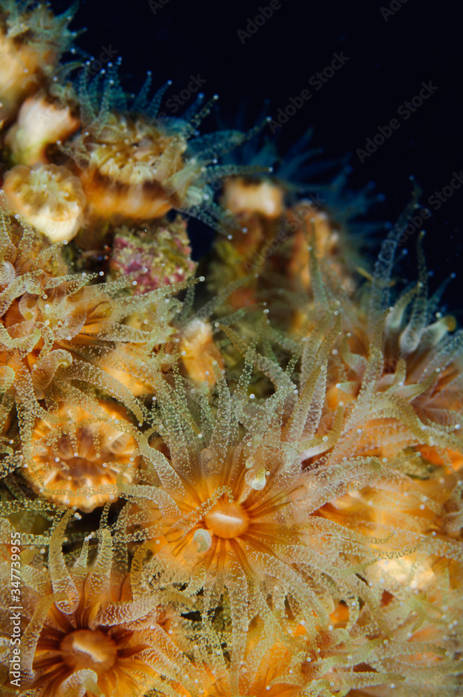Mediterranean coral Phyllangia Mouchezii Mediterranean coral Phyllangia Mouchezii