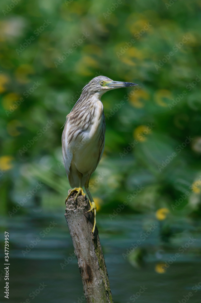 Fototapeta premium Common Little Bittern