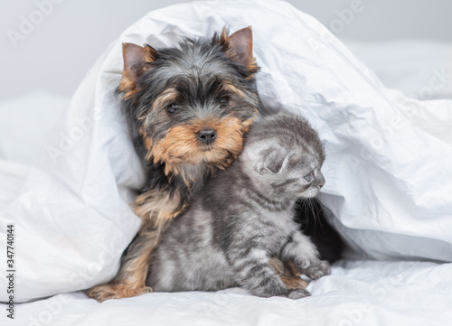 Yorkshire terrier puppy hugs a kitten under warm blanket. Empty space for text