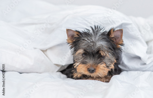 Sad Yorkshire terrier lies under warm blanket on the bed at hone. Empty space for text