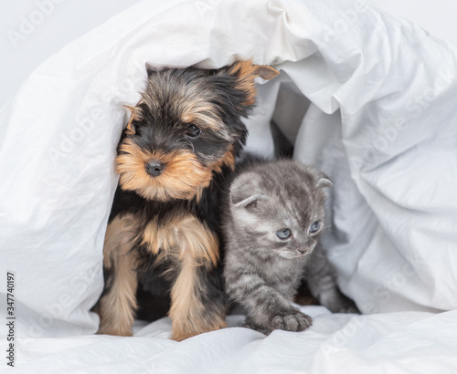 Cozy kitten and yorkshire terrier puppy sit together under warm blanket at home
