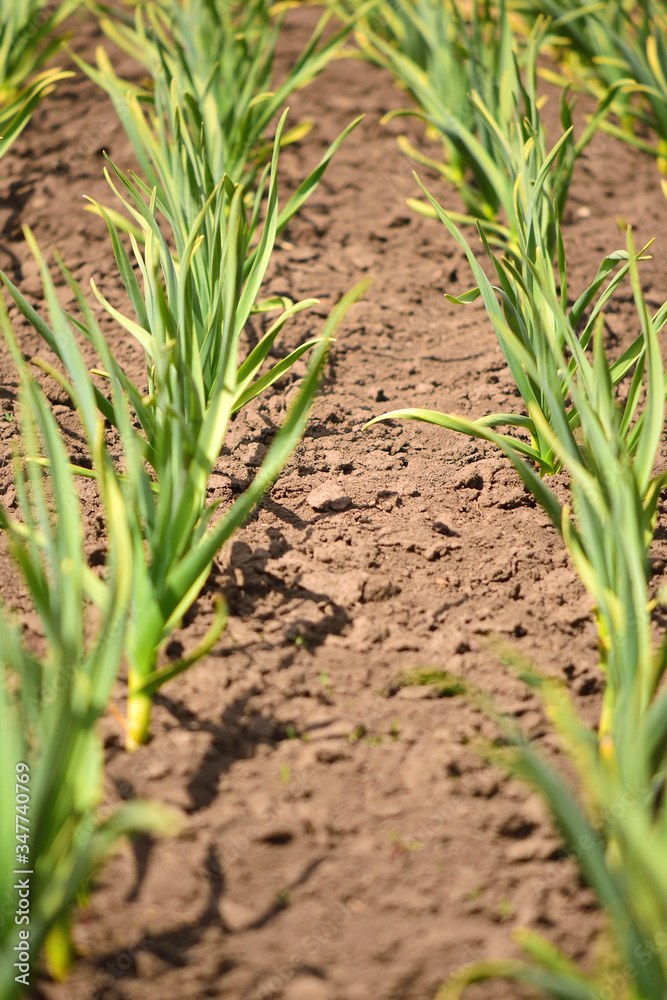 Garlic plantation. Rows of plants in the field. Organic horticulture. Garlic plantation. Rows of plants in the field. Organic horticulture.