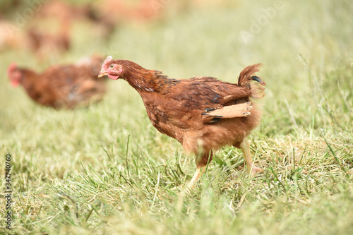Poule poulet volaille agriculture elevage poulailler bio vert environnement alimentation © JeanLuc