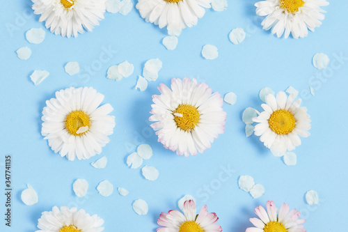 White daisies with petals on pastel blue background. Art flower pattern. Springtime concept with soft light color.